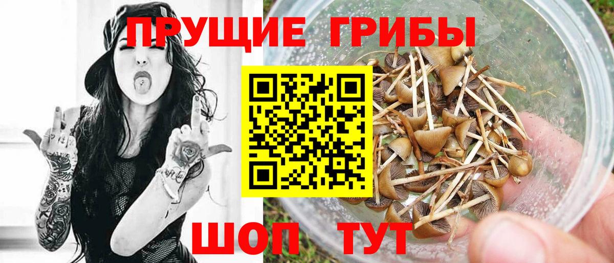 Псилоцибиновые грибы GOLDEN TEACHER Костомукша